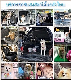 บริการรับส่งสัตว์เลี้ยง
